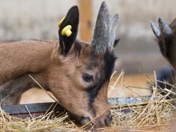 Fattoria di Germagnano - foto 31169.jpg