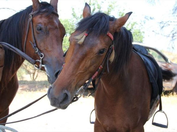 Torre SantAntonio - foto 31568.jpg