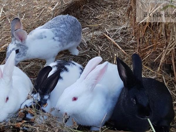 Agriturismo Vulcano - foto 32125.jpg