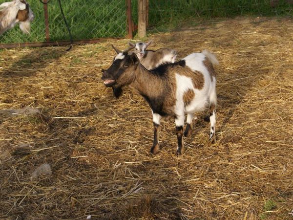 La Casa di Campagna - foto 32460.jpg