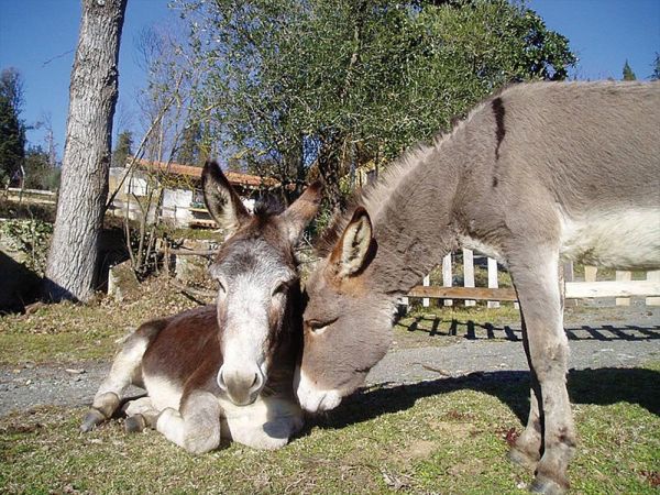 Podere La Piana - foto 32882.jpg