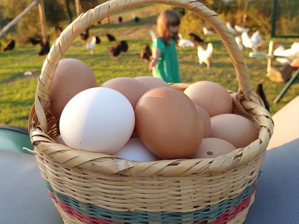 Fattoria di Maiano - foto 33647.jpg