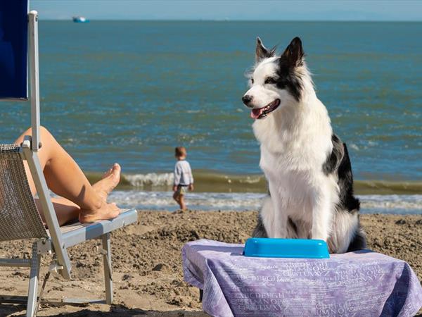 Albarella s.r.l - foto 33906.jpg