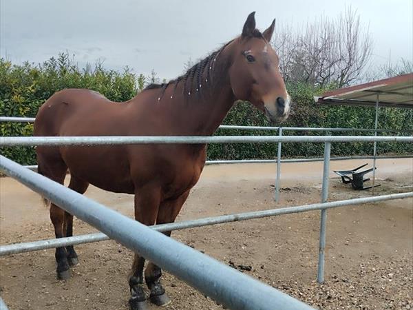 Agriturismo La Mora - foto 36195.jpg