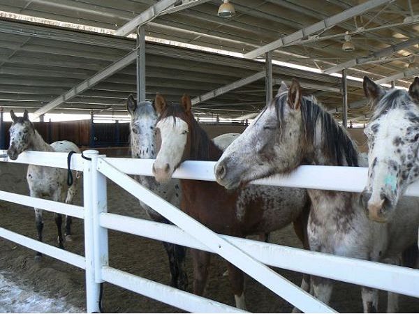 Agriturismo Ca De Figo - foto 11325.jpg