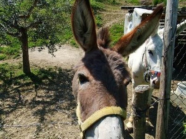 Agriturismo La Vecchia Fontana - foto 11826.jpg