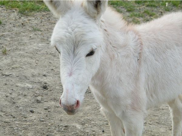 Agriturismo La Vecchia Fontana - foto 11827.jpg