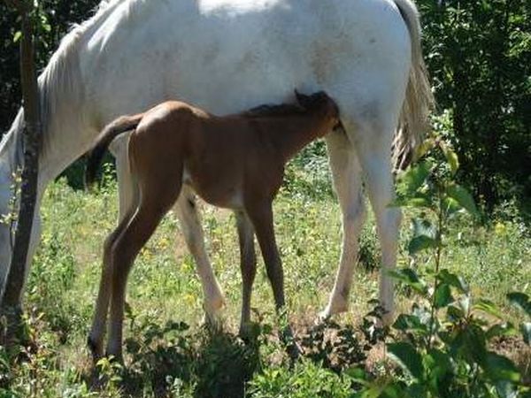 Rifugio del Lupo - foto 13734.jpg