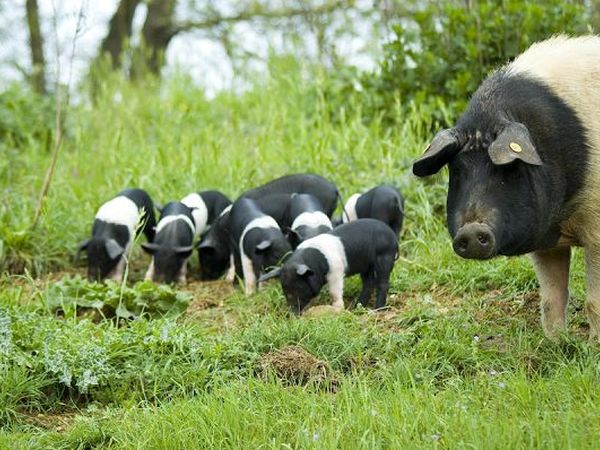 Agriturismo Tenuta di Paganico - foto 6939.jpg