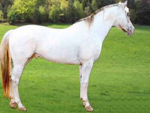 La Collina delle Streghe - foto 9362.jpg