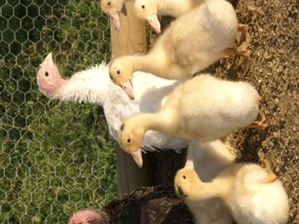 La Casa di Campagna - foto 9457.jpg