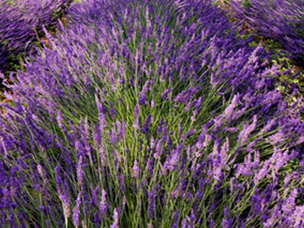 Tenuta Saracone - foto 9520.jpg