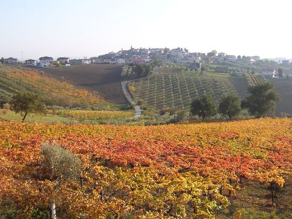 Agriturismo Emidio Pepe - foto 9687.jpg