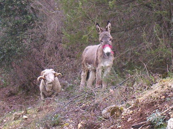 Monte degli Elci - foto 9694.jpg