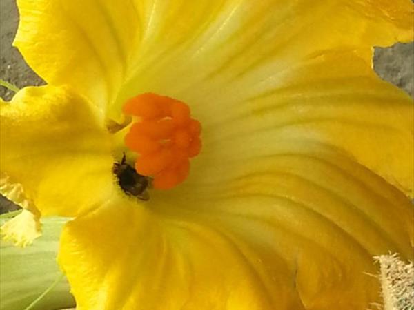 Agriturismo Fioredizucca - Albenga (SV)