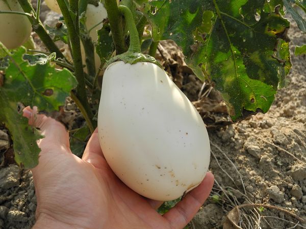 Agriturismo Ferramosca - foto 8144.jpg