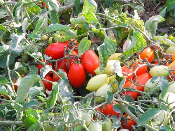 Agriturismo Ferramosca - foto 8145.jpg