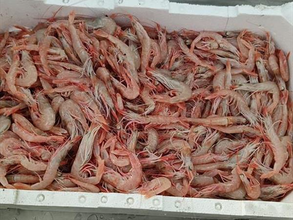 TUNA FISH TRATTORIA DEL MARE - foto 8565.jpg